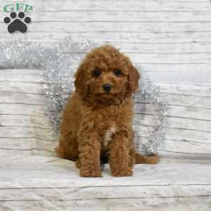 Sweetie, Mini Goldendoodle Puppy